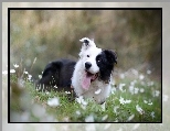 Border collie, Zdyszany, Łąka