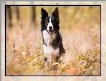 Border collie, Trawa